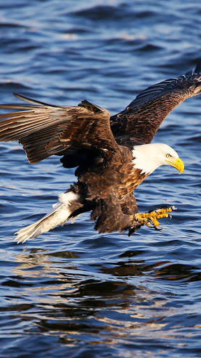 Eagle Wallpaper HD screenshot 3