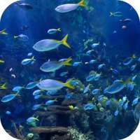 Aquarium 4K Video Wallpaper