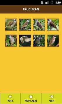 Yellow Vented Bulbul screenshot 1