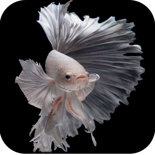 Betta Fish Wallpaper HD 1.09