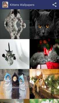 Kittens Wallpapers screenshot 4