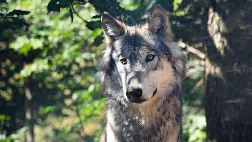 Wolf Wallpapers HD & 4k Backgrounds screenshot 18