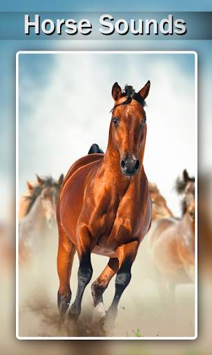 Horse Sounds and Ringtones screenshot 5