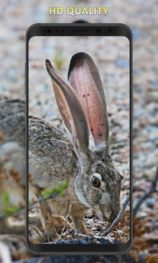 Rabbit Wallpaper screenshot 3