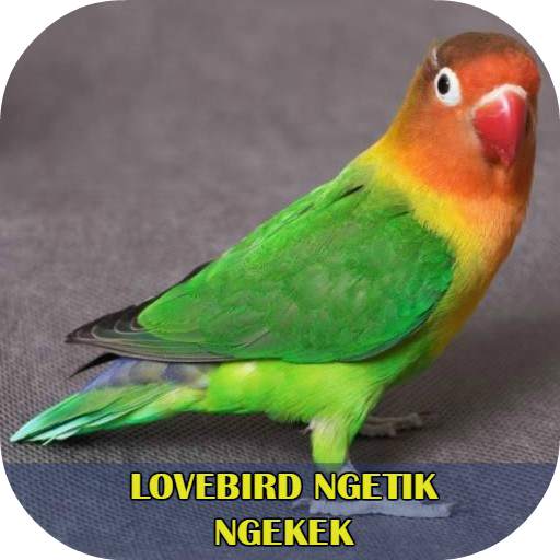 Lovebird Ngetik Ngekek Offline 1.2
