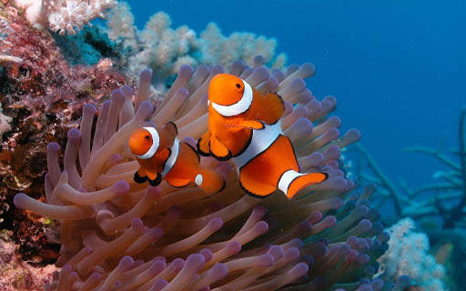Aquarium Live Wallpaper (Wallpapers & Backgrounds) screenshot 4