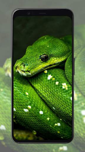 Snake Wallpapers screenshot 7