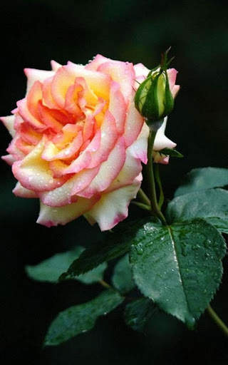HD Rose Flowers Live Wallpaper screenshot 2
