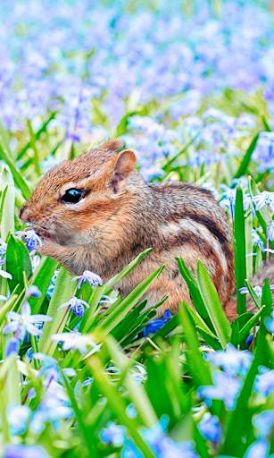 Spring Wallpapers HD (backgrounds & themes) screenshot 1
