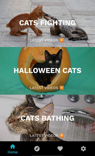 Funny Cat Videos: Funny Reactions and Cute Sounds screenshot 2