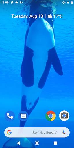 Orca Killer Whale Video Wallpaper screenshot 2