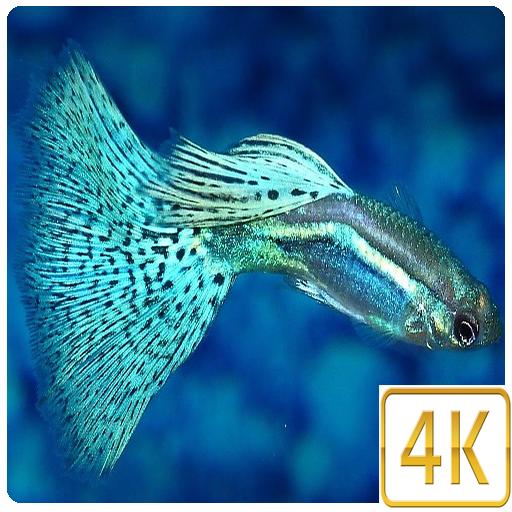 3D Guppy Fish Wallpapers Pro icon