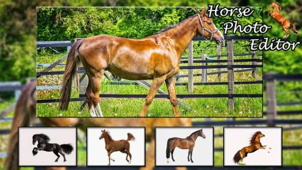 Horse Photo Editor screenshot 4