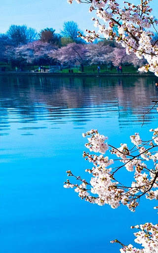 Spring Flowers Live Wallpaper screenshot 1