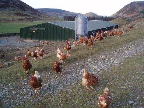 Poultry screenshot 4
