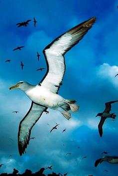 Birds HD Wallpapers स्क्रीनशॉट 4