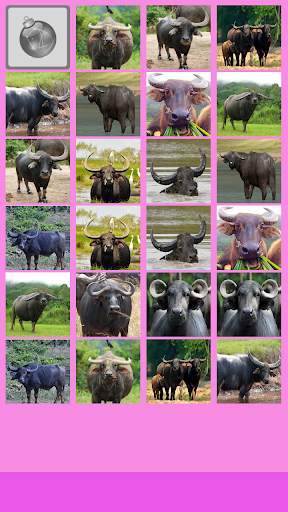 Buffalo Memory Game screenshot 3