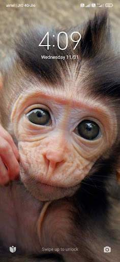 Animal Wallpapers HD screenshot 5