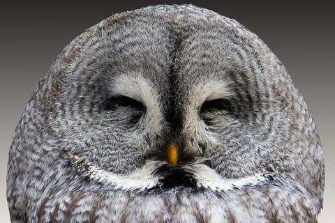 Owl Wallpaper screenshot 2
