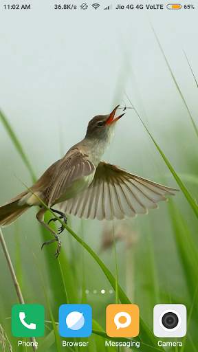 Bird Wallpapers screenshot 6