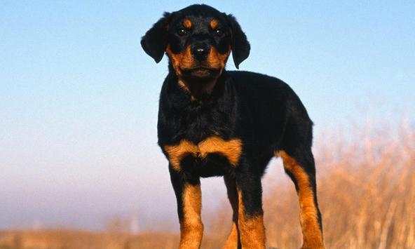 Doberman wallpapers screenshot 2