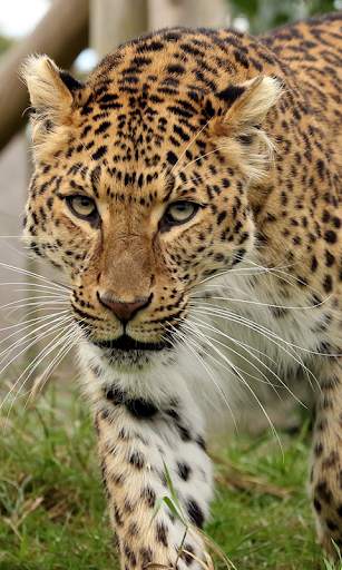 Leopard Live Wallpaper (Wallpapers & Backgrounds) 3 تصوير الشاشة