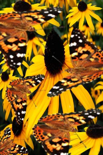 Butterfly Live Wallpaper LWP screenshot 9