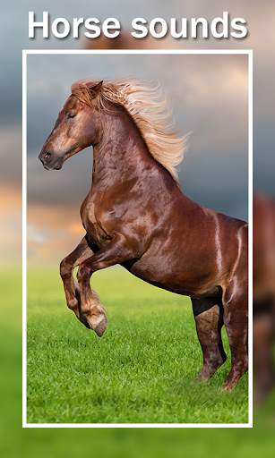 Horse Sounds and Ringtones screenshot 6