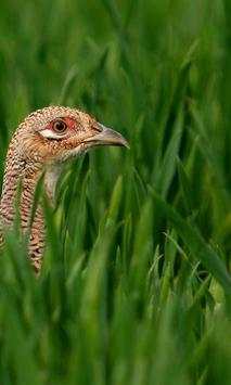 Pheasant wallpapers screenshot 4