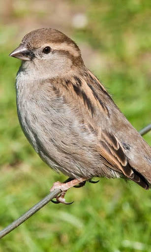 Talking Sparrow Free LWP screenshot 3