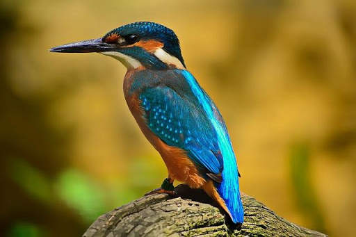 Animals and Birds स्क्रीनशॉट 5