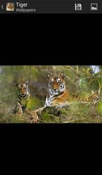 Tigers - HD Wallpapers 2 تصوير الشاشة