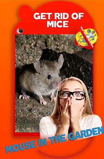 Mice In House 🇬🇧 screenshot 1