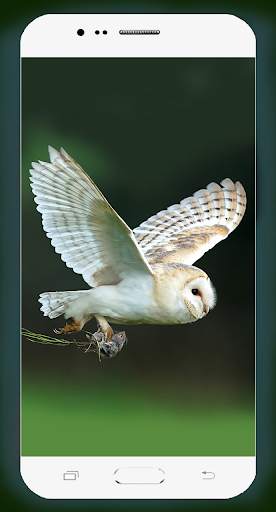 Owl Wallpaper HD screenshot 12