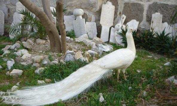 White Peacock Wallpapers screenshot 3