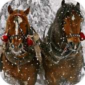 Horses Live Wallpaper on 9Apps