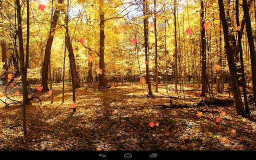 Autumn Wallpaper screenshot 13