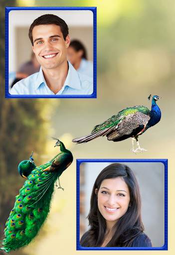Peacock Dual Frames Photo Album 2 تصوير الشاشة