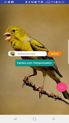 Canário Belga Fibra screenshot 1
