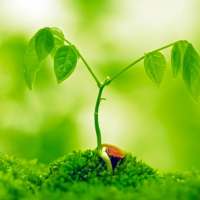 Plant HD Wallpaper logo