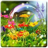 HD Nature Wallpapers on 9Apps