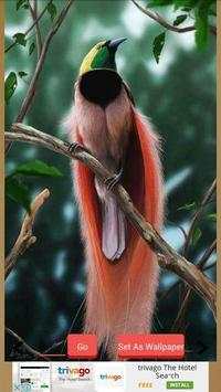 1000  Birds Wallpapers screenshot 2