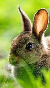 Rabbits Wallpapers screenshot 1