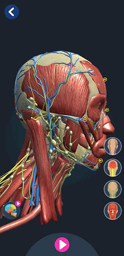 Human Anatomy 3D screenshot 8