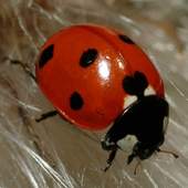 Ladybug - Live Wallpaper 1.3
