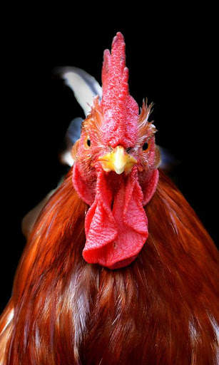 Cock Wallpaper screenshot 6