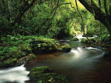 Jungle HD Wallpaper screenshot 3