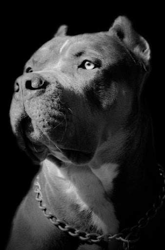 Pitbull Wallpapers HD🐶🐶 2 تصوير الشاشة