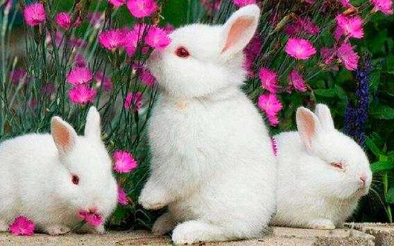 Funny Bunnies live wallpaper screenshot 4