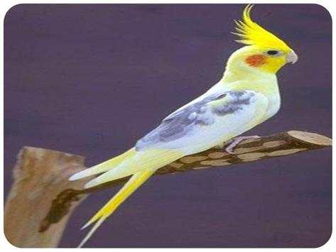 The most beautiful birds in the world screenshot 6